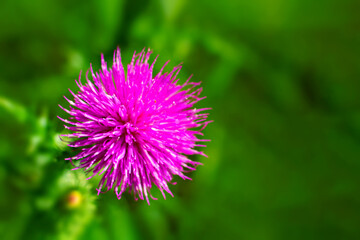 Silybum or milk thistle. Close up. Extracts of milk thistle have been recognized as "liver tonics." Milk thistle has protective effects on the liver and to greatly improve its function