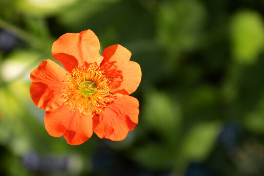 Potentilla fruticosa Tangerine (top view) in the garden