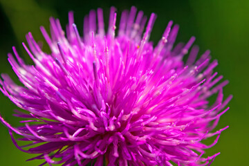 Obraz premium Silybum or milk thistle. Close up. Extracts of milk thistle have been recognized as 