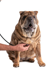 Old Shar-Pei (12 years old) with stethoscope
