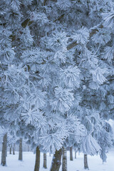 Pine trees covered in frost snow at winter