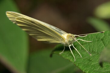 yellow butterfly on a leaf