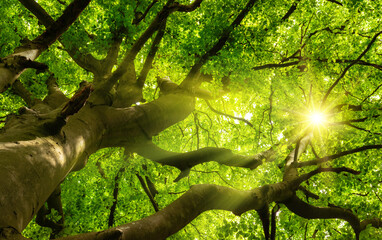 Green beautiful canopy of a big beech tree with the sun shining through the branches and lush...