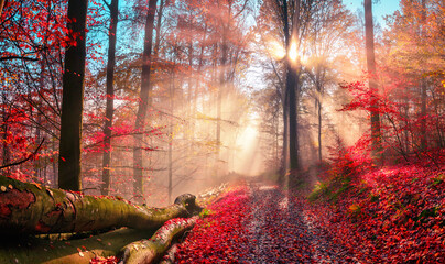 Enchanting autumn scenery in dreamy colors showing a forest path with the sun behind a tree casting...