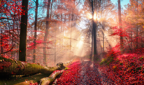 Enchanting autumn scenery in dreamy colors showing a forest path with the sun behind a tree casting beautiful rays through wafts of mist © Smileus