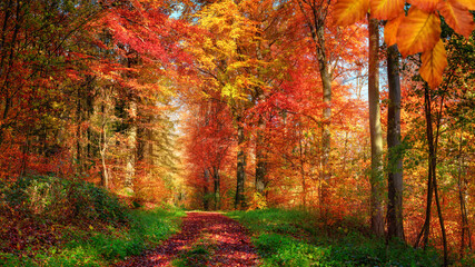 Forest scenery in autumn with enchanting colors and a pathway covered with red leaves and framed by...