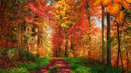 Poster Road in forest Forest scenery in autumn with enchanting colors and a pathway covered with red leaves and framed by green grass and herbs 