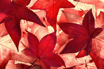 Red maple leaves of autumn filling the frame, illuminated by light from behind in the studio 