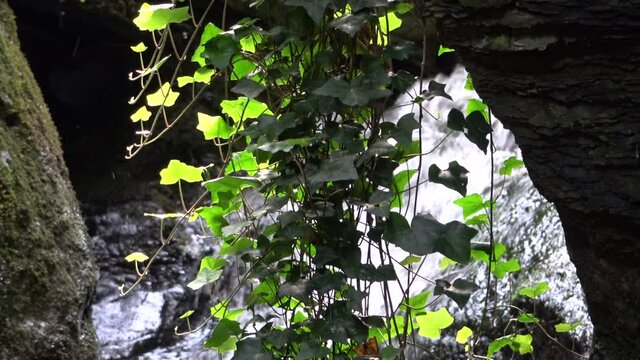 Efeu vor einem Wasserfall