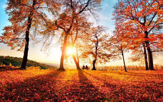 Autumn scenery with gold sunlight in a park, with blue sky, the sun, trees casting shadows as leading lines and lots of red foliage