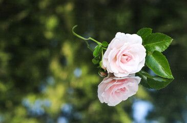 One pink rose on reflecting surface in summer garden