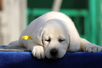 a sweet labrador puppy on a blue background