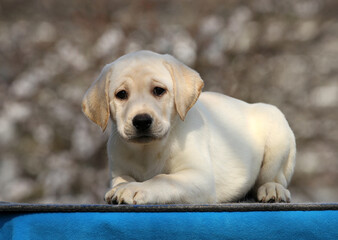 the nice labrador puppy on a blue background