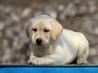 nice labrador puppy on a blue background