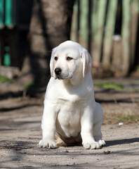 yellow labrador in the park