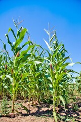 Cornfield. Green corn field growing up against a blue sky. Summer landscape. high angle view