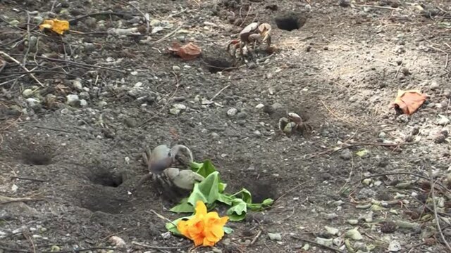 Land crabs fighting over flowers in Bora Bora, French Polynesia