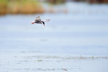 Whiskered tern (Chlidonias hybrida) in flight full speed hunting for small insects above a lake in Germany