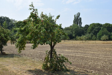 Apfelbaum
