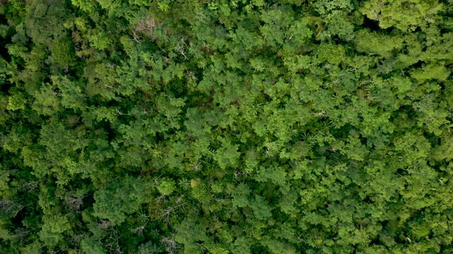 Aerial view of a cocoa plantation with agroforestry techniques provided by NGOs to increase smallholder production and curb deforestation in the Brazilian Amazon