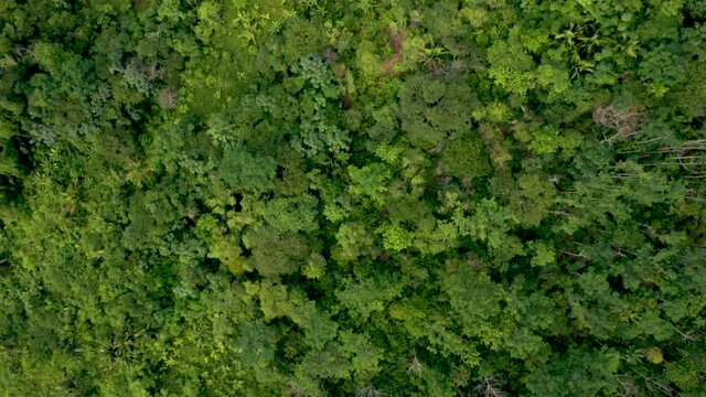 Aerial view of a cocoa plantation with agroforestry techniques provided by NGOs to increase smallholder production and curb deforestation in the Brazilian Amazon
