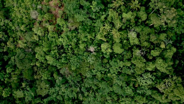 Aerial view of a cocoa plantation with agroforestry techniques provided by NGOs to increase smallholder production and curb deforestation in the Brazilian Amazon