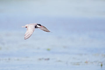 Whiskered tern (Chlidonias hybrida) in flight full speed hunting for small insects above a lake in Germany