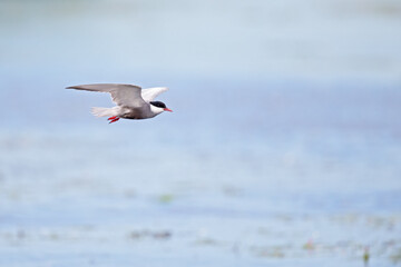 Whiskered tern (Chlidonias hybrida) in flight full speed hunting for small insects above a lake in Germany