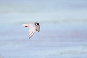 Whiskered tern (Chlidonias hybrida) in flight full speed hunting for small insects above a lake in Germany