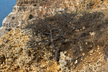 Texture of a sandy rock in close-up with a tree growing on it. Yellow loose rock. Stone natural red background. Steep sea shores. Extreme foreground.