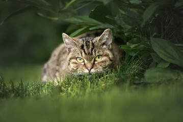 Naklejka na ściany i meble beautiful young tabby cat portrait outdoors in summer