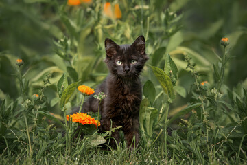 fluffy black kitten portrait outdoors in summer © otsphoto