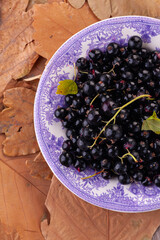 ripe blackcurrant in close-up on a vintage plate against the background of autumn leaves