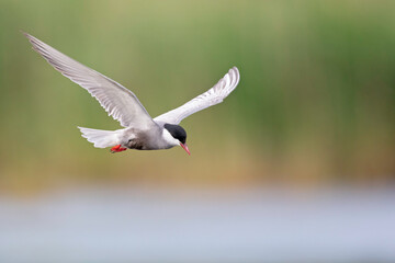 Whiskered tern (Chlidonias hybrida) in flight full speed hunting for small insects above a lake in Germany