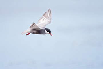 Whiskered tern (Chlidonias hybrida) in flight full speed hunting for small insects above a lake in Germany