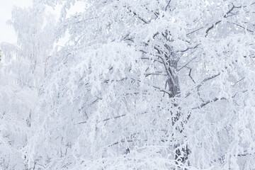 Trees covered in frost snow at winter