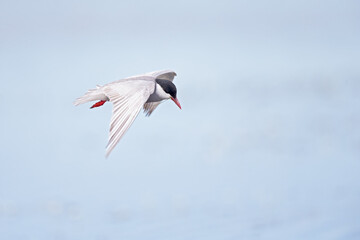 Whiskered tern (Chlidonias hybrida) in flight full speed hunting for small insects above a lake in Germany