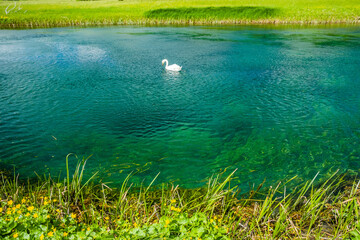 Swan swimming on a surface of beautiful Gacka river netween green meadows in Croatia and fishing
