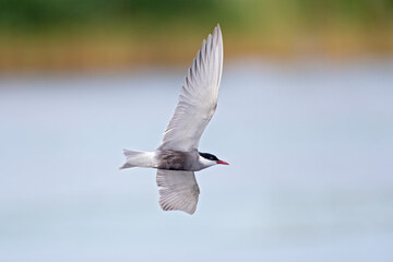 Whiskered tern (Chlidonias hybrida) in flight full speed hunting for small insects above a lake in Germany
