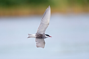 Fototapeta na wymiar Whiskered tern (Chlidonias hybrida) in flight full speed hunting for small insects above a lake in Germany
