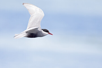 Whiskered tern (Chlidonias hybrida) in flight full speed hunting for small insects above a lake in Germany