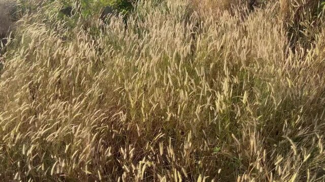 Desho grass flowers field with the wind above