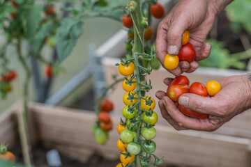 Harvesting cherry tomatoes in a greenhouse on a late afternoon