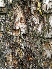 bark of a tree