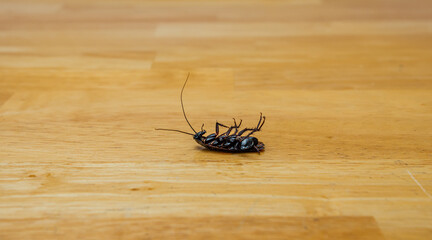 Dead cockroach on hardwood floor. Household roach, insect, and pest control.