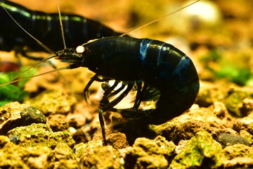 Schöne Caridina Garnelen im Aquarium