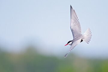 Whiskered tern (Chlidonias hybrida) in flight full speed hunting for small insects above a lake in Germany