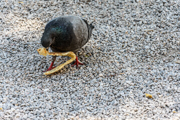 Pigeon eating bread