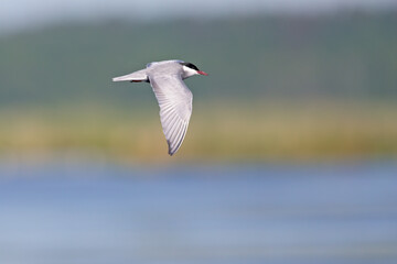 Whiskered tern (Chlidonias hybrida) in flight full speed hunting for small insects above a lake in Germany