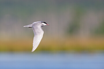 Whiskered tern (Chlidonias hybrida) in flight full speed hunting for small insects above a lake in Germany